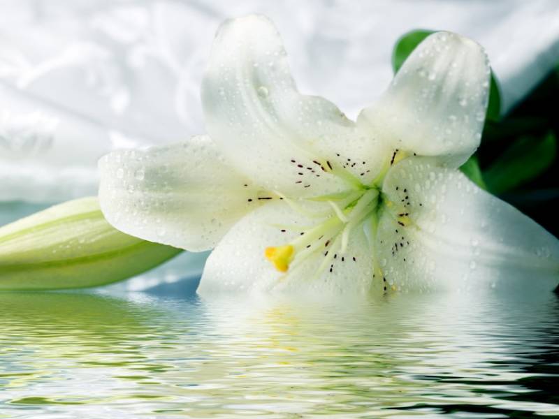 Find out more about Alexander Muir Funeral Directors