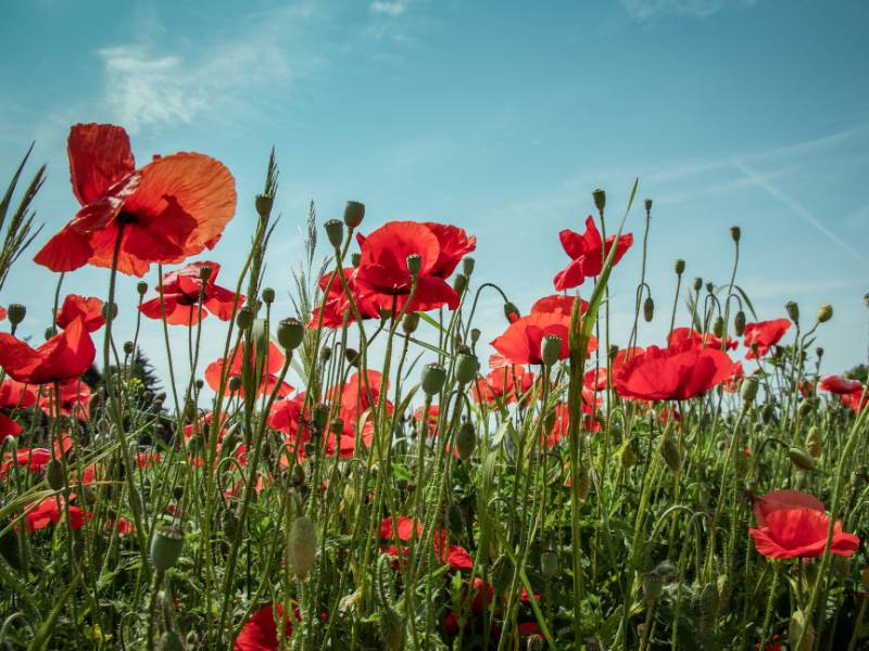 Find out more about Stephen Pledger Independent Funeral Director