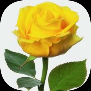 A photo of Symon Allison