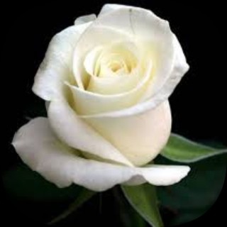 A photo of Vera Seaman