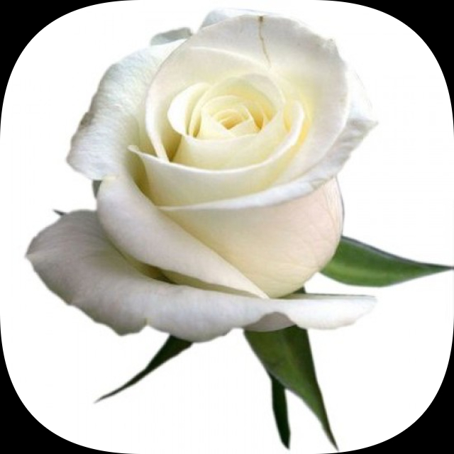 Iris Winifred Harper