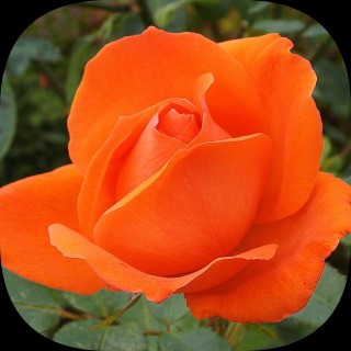 A photo of William Longwill